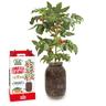 Kit de cultivo de tomate Cherry orgánico para interior