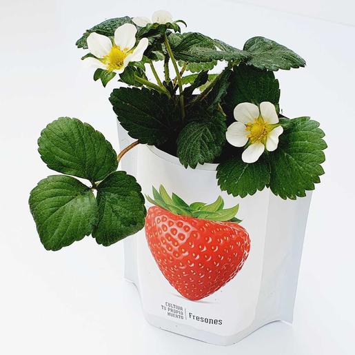 Kit de cultivo de fresas